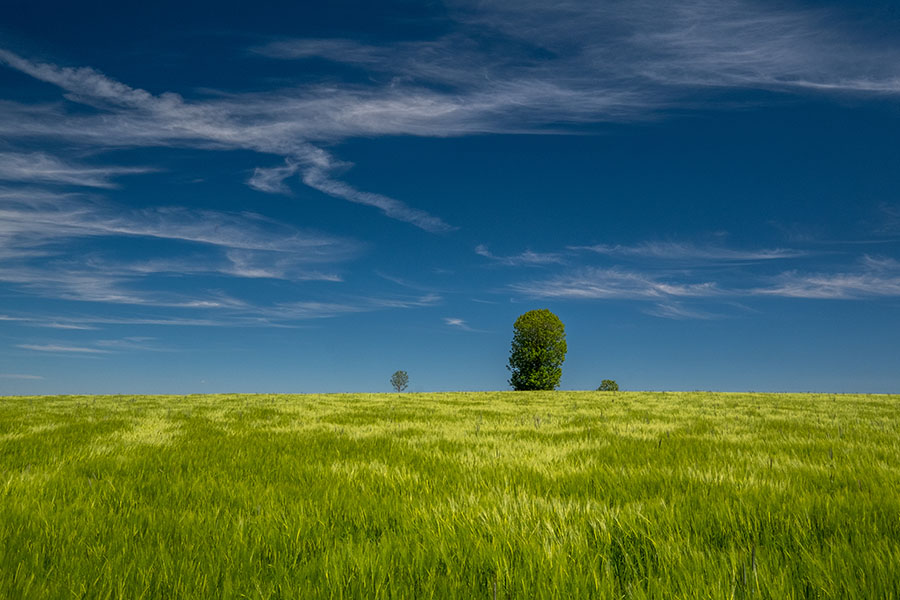 paysage dans les Cévennes avec un champ et un arbre verts et un ciel bleu pur, alain pons photographe Paysage Cévennes en bleu pur contrasté