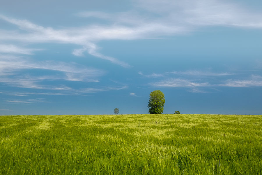 paysage dans les Cévennes avec un champ et un arbre verts et un ciel bleu pastel, alain pons photographe Paysage Cévenol, post-production en bleu pastel