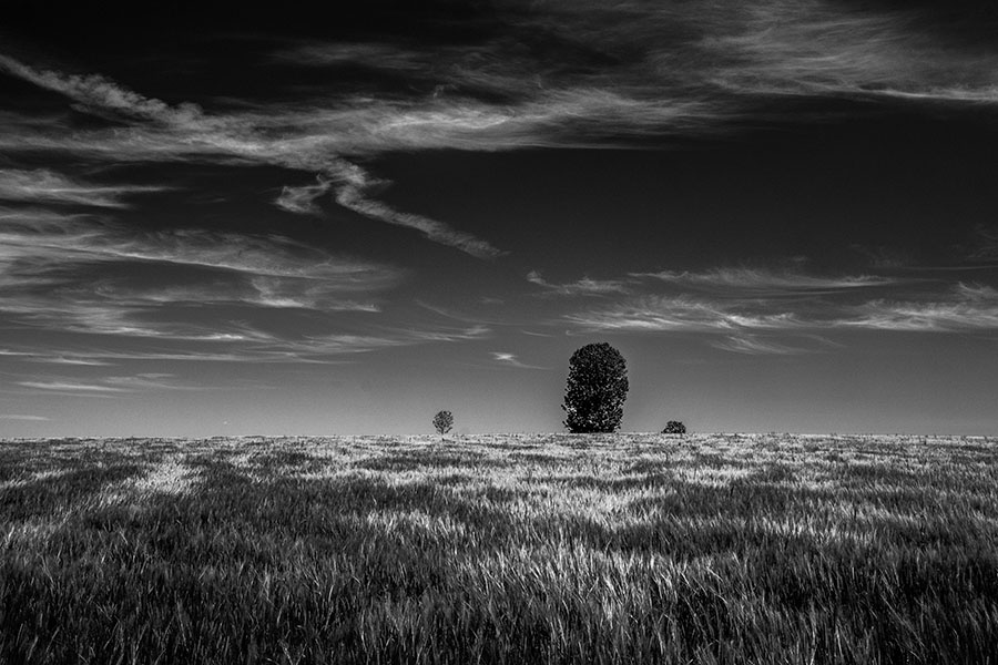 paysage d'un champ cultivé en Cévennes en noir et blanc Paysage Cévenol, post-production en noir et blanc très contrasté