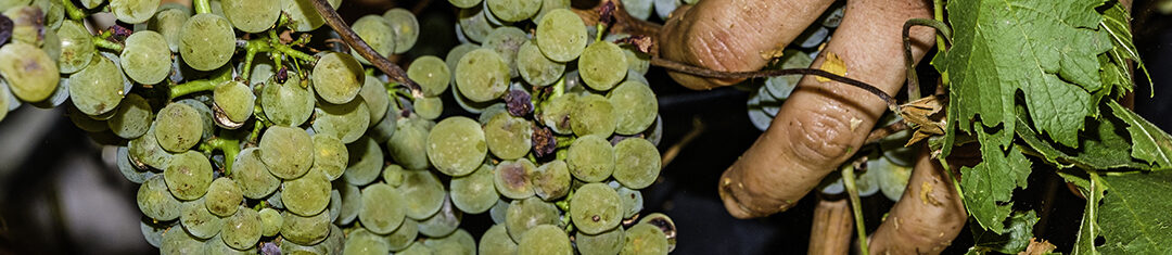 les bouteilles de vin du vigneron Emmanuel Mandrillon 2020