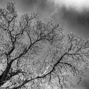 Photographie d'un arbre solitaire en noir et blanc en pays du Lembronnais. Une irruption disruptive.