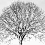 Photographie Arbre rond, rendu infrarouge