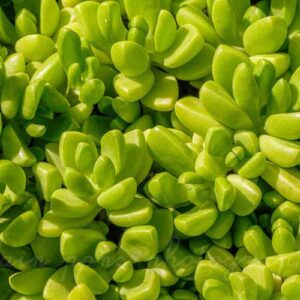 Photographie du Delosperma nubigenum, macrophotographie de cette grande plante vivace.