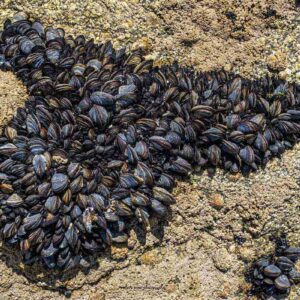 Photographie d'un cœur de moules à Mousterlin en Bretagne, une jolie paréidolie étonnante,