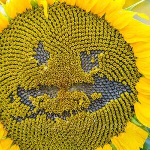 Photographie d'un tournesol clown au grand sourire, trouvé en l'état, sans aucune intervention humaine.