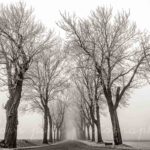 Une allée d'arbres sous le givre en noir et blanc à Charroux, Allier