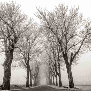 Photographie d'une allée d'arbres sous le givre en noir et blanc à Charroux, Allier.