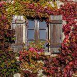 Vigne rouge fenêtre à Charroux