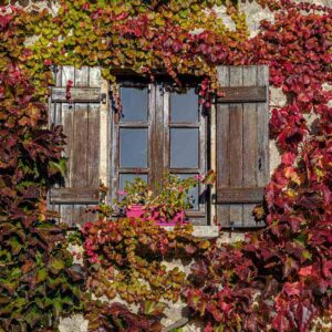 Photographie d'une vigne rouge entourant une fenêtre à Charroux, Allier. alain pons photographe®