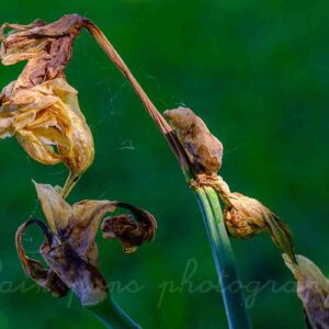 Photographie d'une fleur Iris fanée en minimalisme macrophotographique pour décorer votre intérieur.