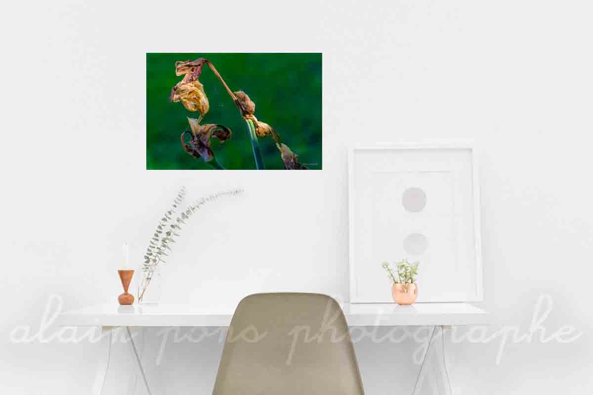 Photographie d'une fleur iris fané, en décoration dans un bureau. Art minimaliste macrophotographique.