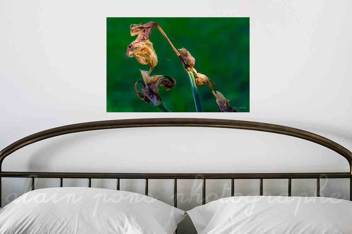 Photographie d'un Iris fleur fanée en minimalisme macrophotographique en décoration dans votre chambre, par exemple.