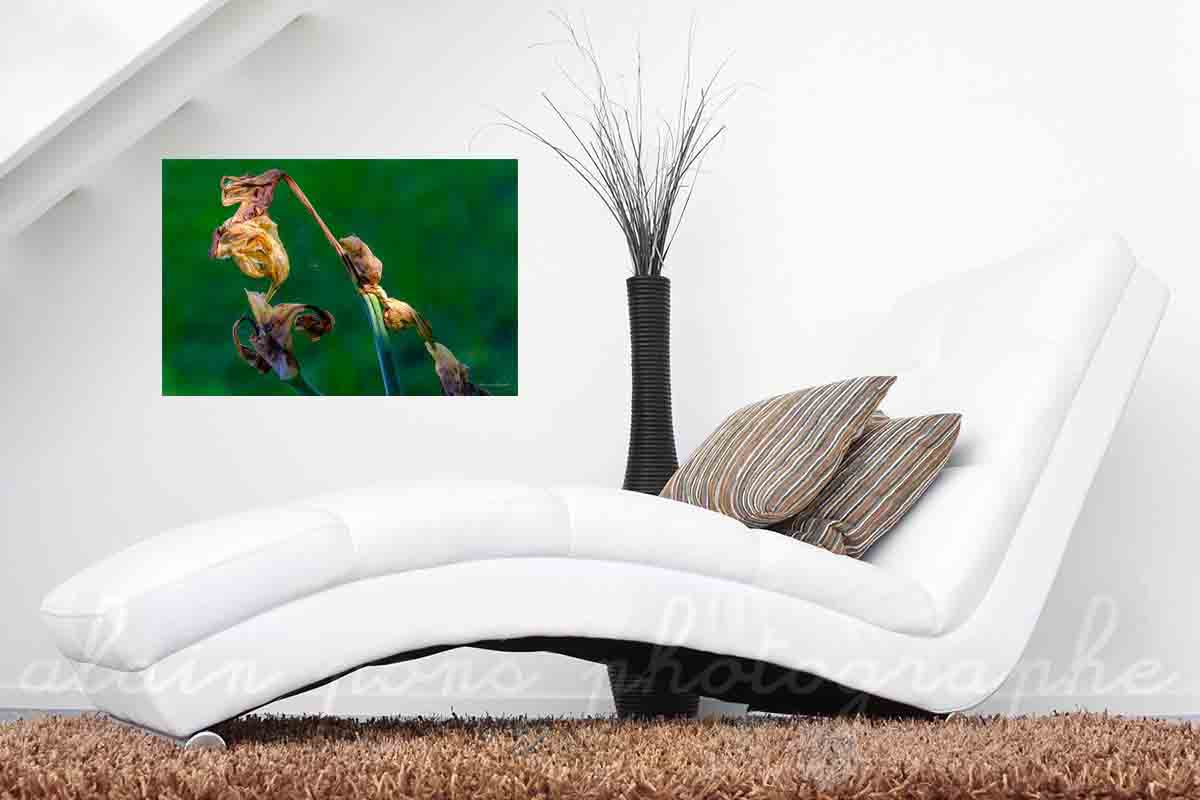 Photographie d'un Iris fleur fanée en minimalisme macrophotographique en décoration dans votre salon.