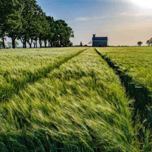 Photographie d'un champ de blé vert avec 2 traces qui amènent le regard vers un silo hangar agricole à Charroux d'Allier.