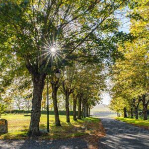 Photographie du boulevard de la chaume du vent à Charroux, Allier. 2 rangées d'arbres et le soleil en étoile en contrejour.