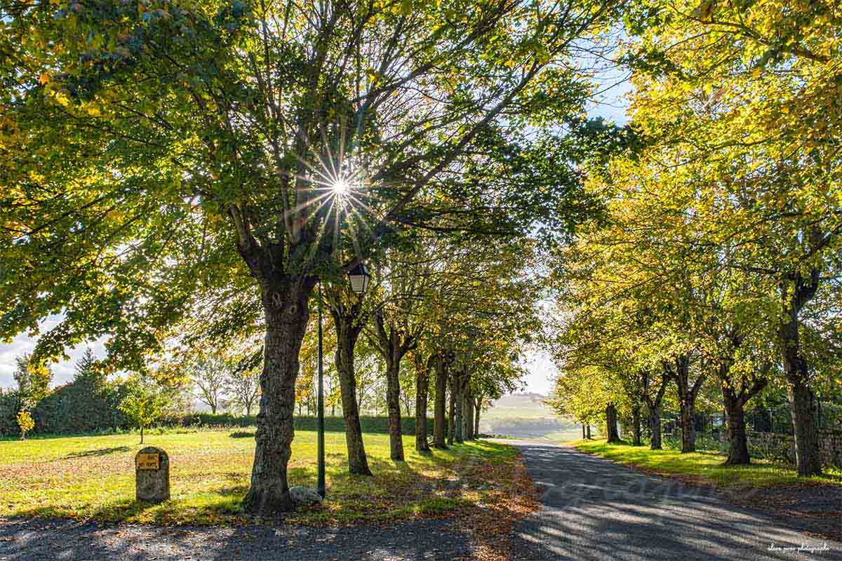 Photographie du boulevard de la chaume du vent à Charroux, Allier. 2 rangées d'arbres et le soleil en étoile en contrejour.
