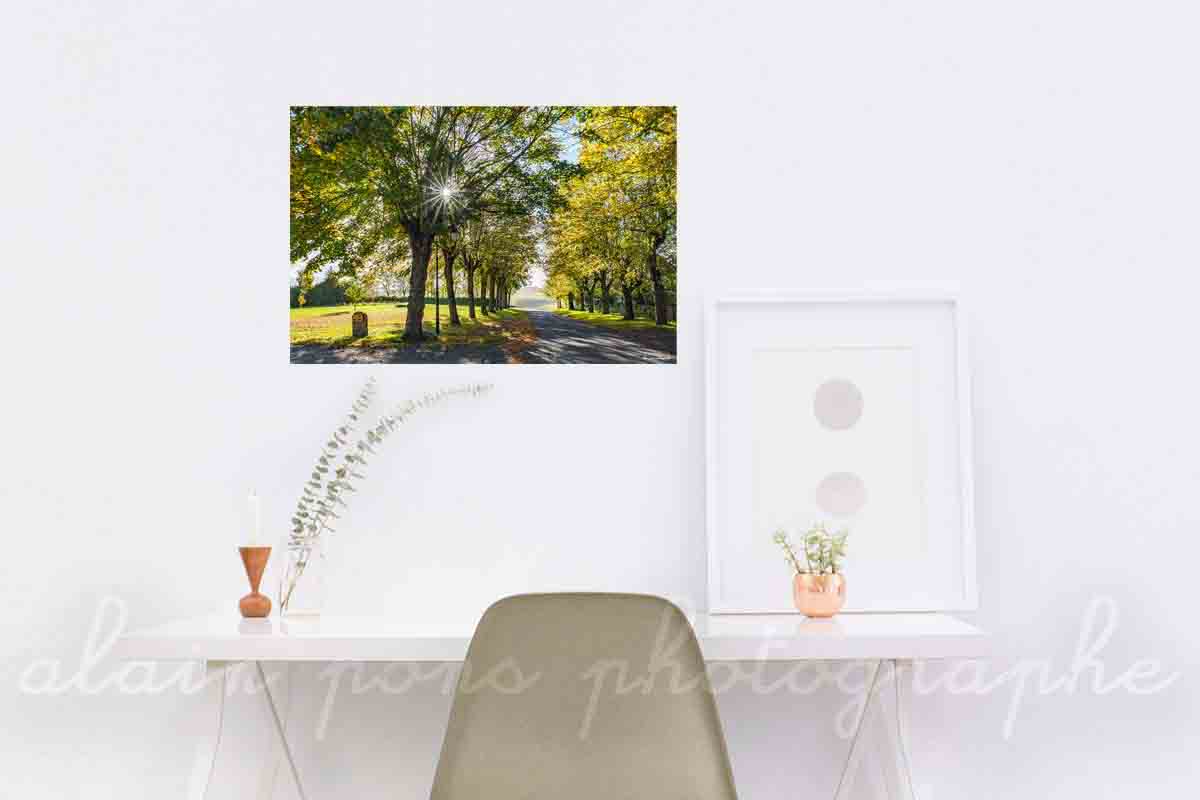 Photographie du boulevard de la chaume du vent à Charroux, Allier. 2 rangées d'arbres et le soleil en étoile en contrejour. Présentée ici dans un bureau.