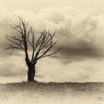 Photographie d'un orme mort au milieu d'un champ