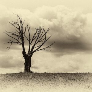 photographie d'un arbre, un orme mort dans un champ en Corrèze, en noir et blanc sépia, minimalisme.