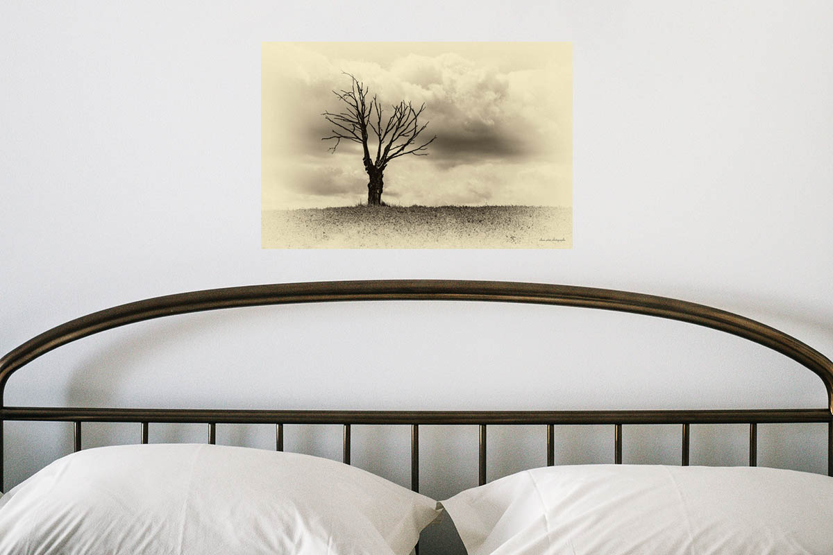 photographie noir et blanc sépia d'un orme mort dans un champ en Corrèze, Minimalisme. Présentée ici dans une chambre.