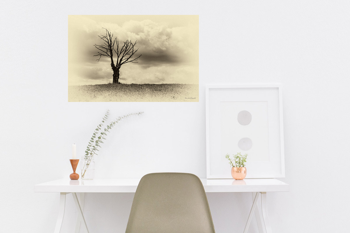 photographie noir et blanc sépia d'un orme mort dans un champ en Corrèze, Minimalisme. Présentée ici dans un bureau.