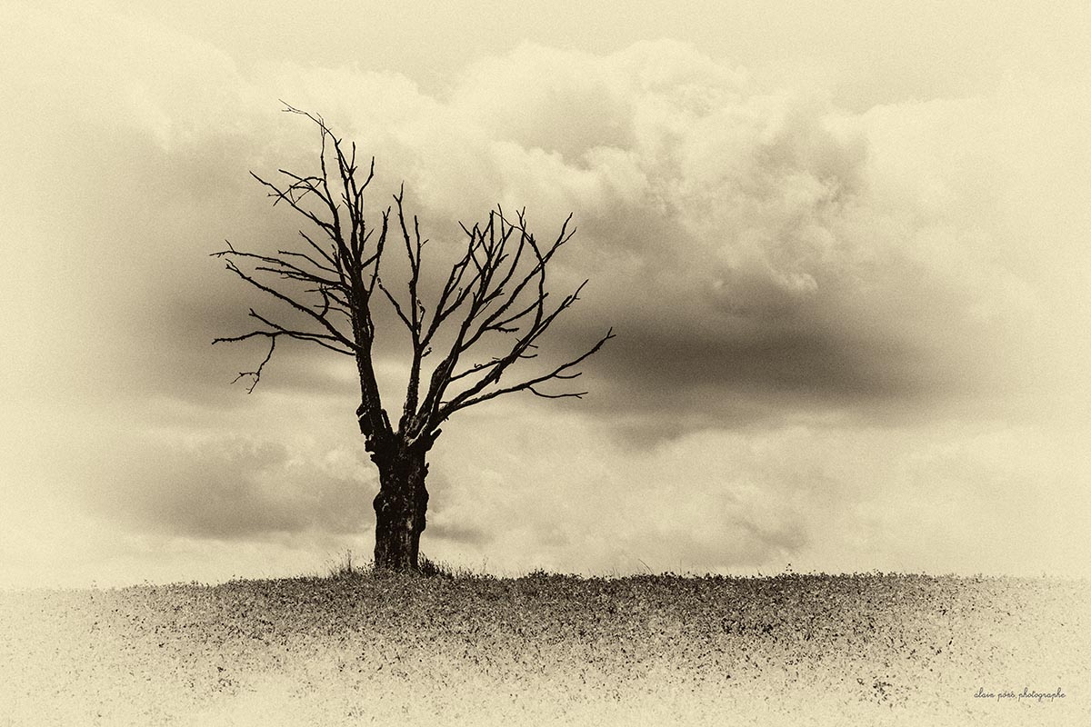 photographie d'un arbre, un orme mort dans un champ en Corrèze, en noir et blanc sépia, minimalisme.