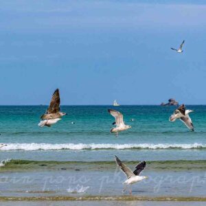 photographie un Envol de goélands vers Saint-Pabu.