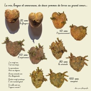 Photographies et montage d'un couple de pommes de terre amoureuses à tous les âges de la vie.