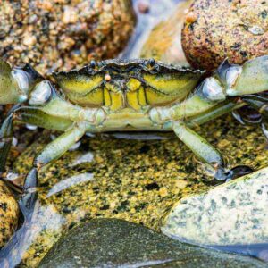 Photographie d'un crabe vert au sillon de Talbert en macrophotographie,