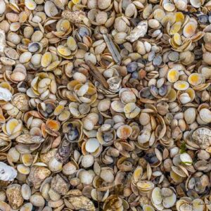 Photographie d'une planche de coquillages, crustacés, mollusques, vides, en Bretagne, pour décorer en poster tableau votre logement ou bureau.