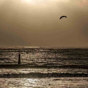 Photographie de l'océan, la mer, avec une tourelle, un cormoran, un contre-jour, en noir et blanc version sépia, à Audierne.