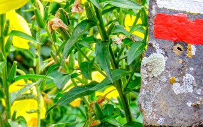 L’intelligence artificielle et la photographie