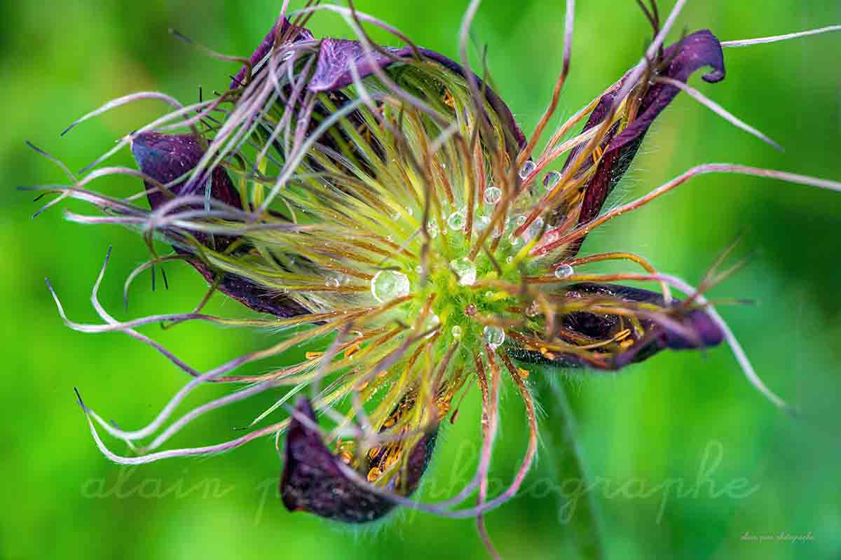 Photographie d'une anémone pulsatille échevelée en macrophotographie, gouttes d'eau,