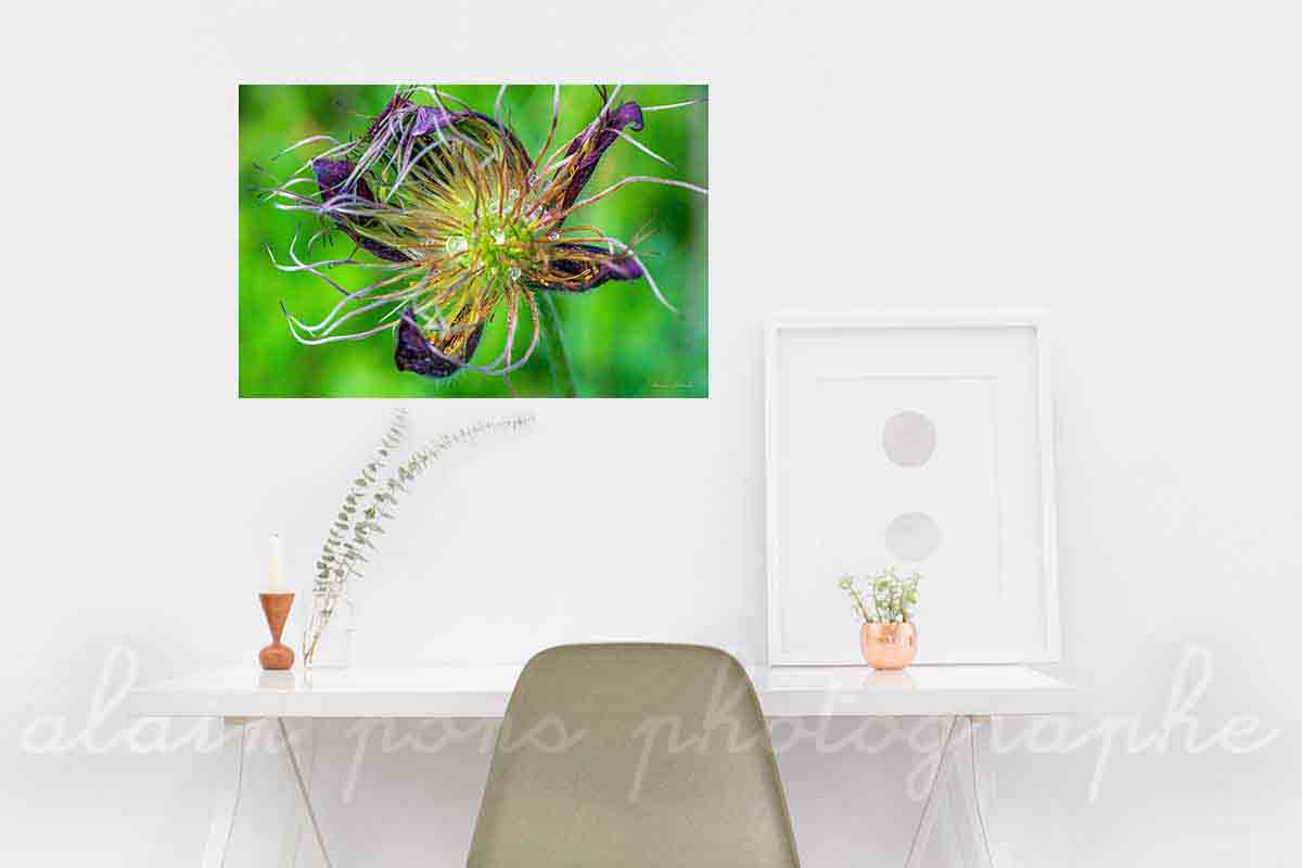 Photographie d'une anémone pulsatille et sa rosée du matin, en décoration dans votre bureau,