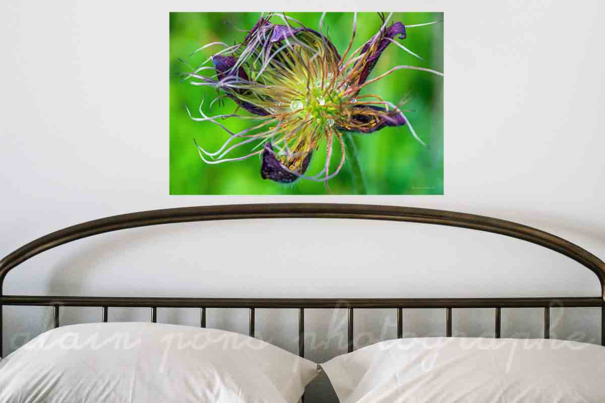 Photographie d'une anémone pulsatille et sa rosée du matin, en décoration dans votre chambre