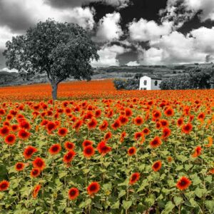 Photographie Les Tournesols rouges en plaine de Limagne, à côté de la ville de Clermont-Ferrand,
