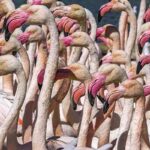 Les flamants roses