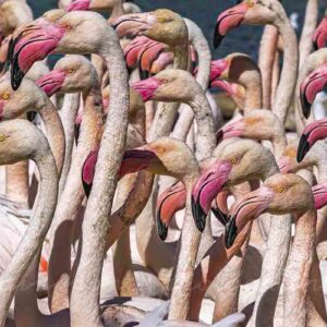 Un groupe de flamants roses en méditerranée, des têtes, des becs et des cous. Les flamands roses dans toute leur grégarité.