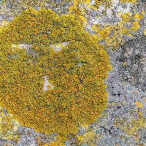 Photographie une paréidolie double avec du lichen, un visage et une tête sur un mur à Charroux, Allier.