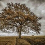 Arbre orange solitaire à Charroux