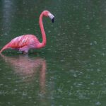 Flamant rose sous la pluie dans la Dombes