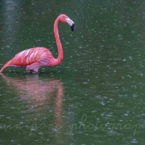 Photographie d'un flamant rose sous la pluie, les pattes dans l'eau, protégé par son plumage, placide, tranquille.