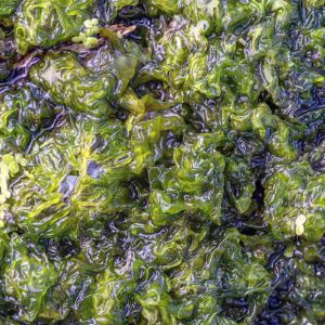 Photographie d'une tête d'Alien, de troll, sur la surface d'une mousse verte. Une paréidolie étonnante.