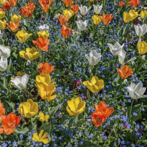 Photographie de tulipes et de myosotis dans un jardin public.