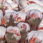 Une tête et des fesses de flamants roses