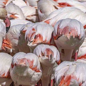 Une photographie originale de flamants roses avec une tête regardant les fesses à plumes de ses congénères. ®
