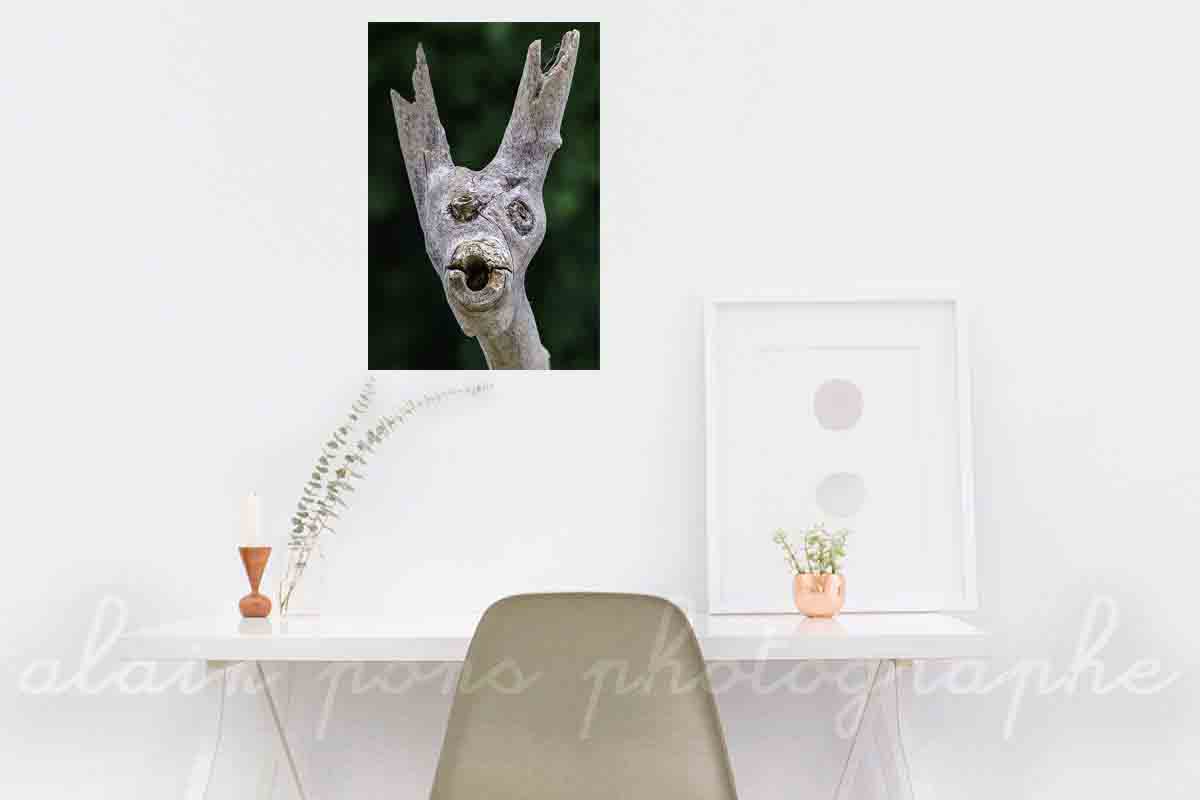 Photographie d'une tête de Chevreuil trouvée à Mazayes. Une paréidolie. Suggestion de décoration dans un bureau.