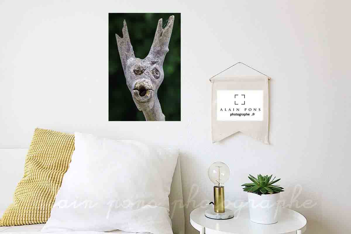 Photographie d'une tête de Chevreuil trouvée à Mazayes. une paréidolie. Ici en décoration dans une chambre.
