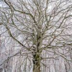 Hêtre nu blanc, en forêt d'Allagnat