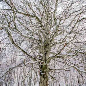 Photographie de mon hêtre nu, recouvert de neige, en forêt d'Allagnat.